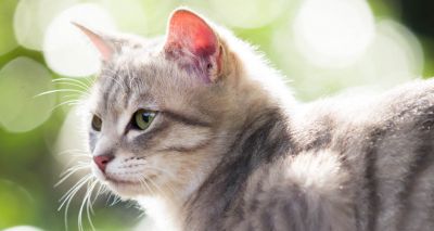 Vets speak out against cat veganism