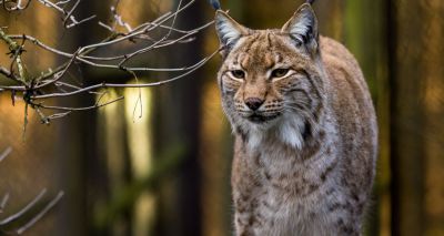 Defra rejects plans for lynx reintroduction