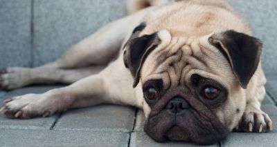 BVA launches new pet advertising guidelines