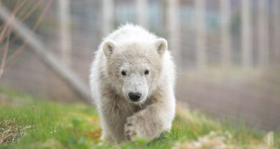 Hamish the polar bear celebrates first birthday