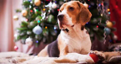 German shelters ban Christmas pet adoptions