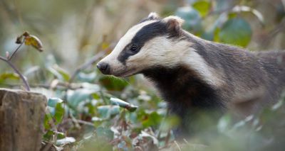 Fifth of Cheshire badgers infected with Bovine TB