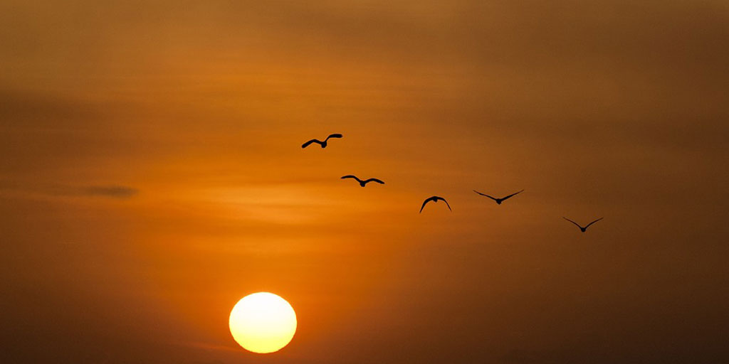 Report: A third of Welsh birds are in decline