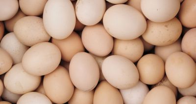 New process could end culling of male chicks