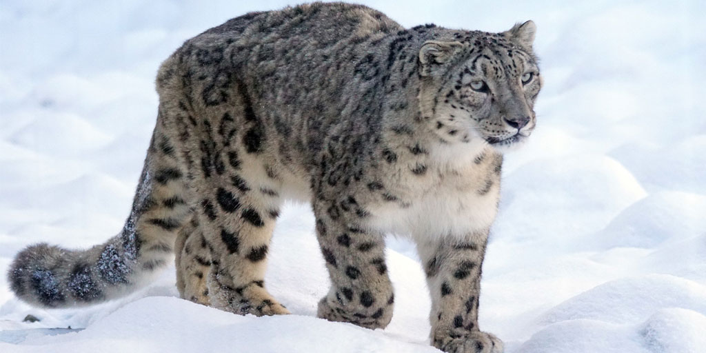 Escaped snow leopard shot dead at Dudley Zoo