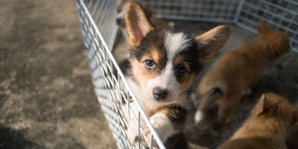 Animal Welfare issues debated by MPs in Westminster Hall