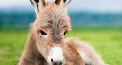 Worldwide Veterinary Services launches Doughnuts for Donkeys campaign
