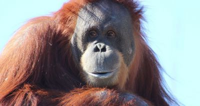 Chester Zoo receives over £120,000 in donations after devastating fire