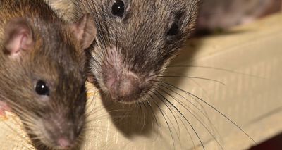 Rift Valley Fever Virus can be transmitted from mother to foetus in rats