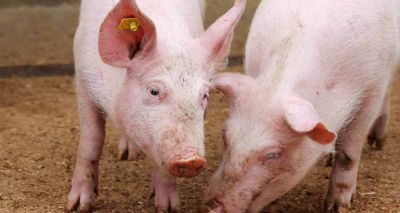 Antibiotics are masking disease challenges in pig farms, report claims