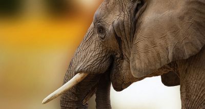 Ivory bill becomes UK law