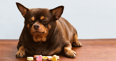 Lifespan ‘may be reduced by up to 2.5 years in overweight dogs’