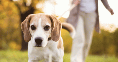 Welfare groups create guidelines for dog walkers