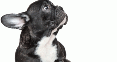 French bulldogs ‘top list of illegally imported pups’
