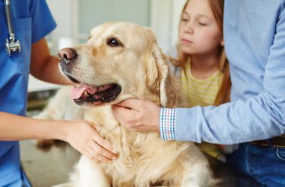 New study may improve cancer treatment for dogs