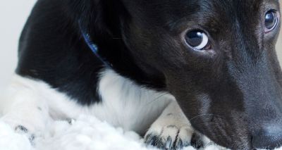 Millions of pets facing an unhappy life - report