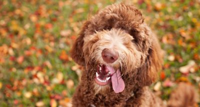 Dog breeders urged to use pre-mating health tests