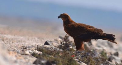 Consultation ‘last chance’ to keep Minsmere safe