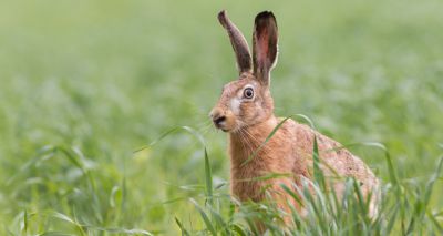 First UK hares test positive for RHDV2