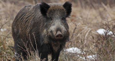 France to cull wild boar to prevent ASF