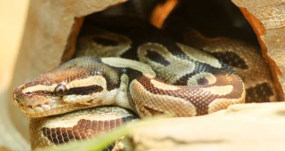 Snakes need space to fully stretch their bodies - study