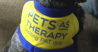 Dog returns to hospital as PAT dog after helping sick owner