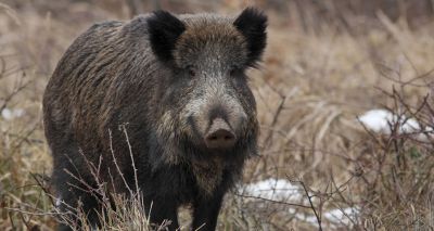 EFSA issues update on African swine fever