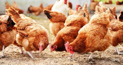 Poultry Hub to combat increasing risk of zoonotic disease