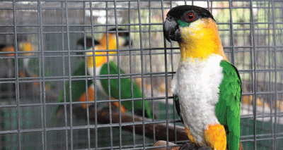 Complexities of bird trade ‘underestimated’, report finds