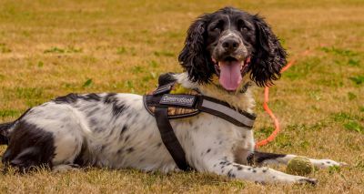 Conservation detection dog saving Britain’s hedgehogs