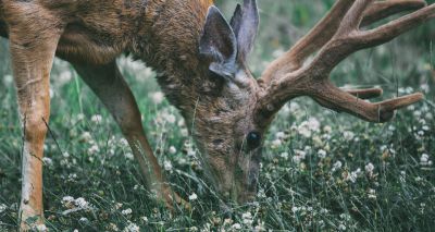 Fatal condition spreading through US deer