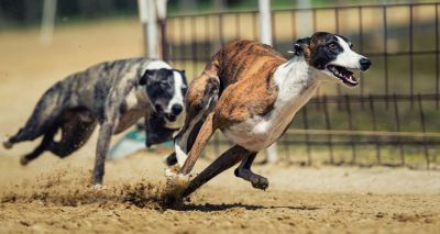 Multi-million pound deal to boost greyhound welfare