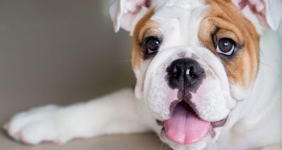 Bulldogs’ tails give insight into rare human disorder