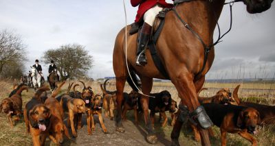 Scotland to introduce new legislation on fox hunting