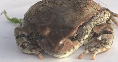 Holidaymaker finds South African frog in suitcase