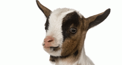 Goats to help prevent wildfires in Nevada