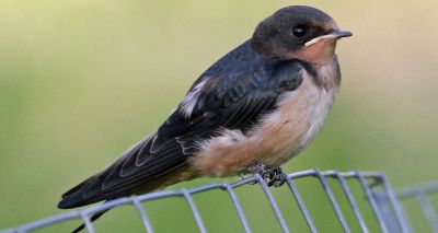 European birds identified as hosts of fatal Asian disease