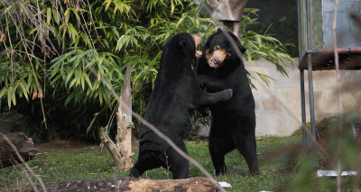 Rescued sun bear finds mate at Edinburgh Zoo