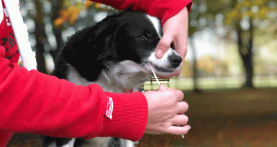 Scientists explore impact of DNA tests on canine disease