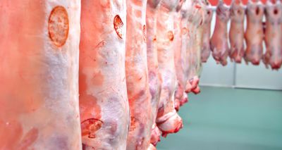 BVA responds to Belgium’s decision on non-stun slaughter