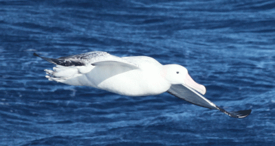 £3.5m funding given to global wildlife projects