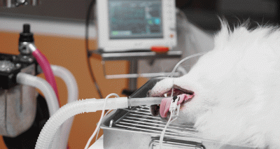 Isoflurane shortage: Webinar launched to help vets