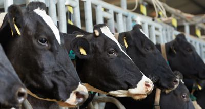New £1m project to investigate dairy cow lameness