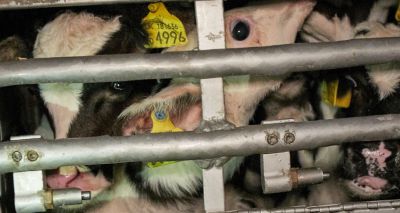 RSPCA forces lorry to rest 247 calves on long-distance transportation