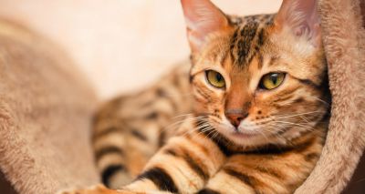 New online ‘Cat Friendly’ courses launched by ISFM