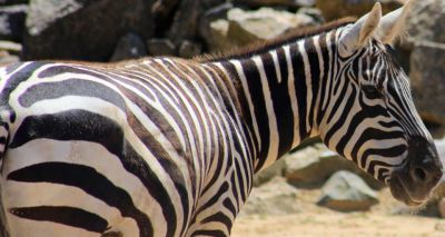 Zebra stripes may dazzle flies and prevent disease - study