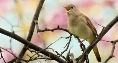 RSPB ‘pure birdsong’ track to highlight nature crisis