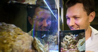 Fish appear to recognise themselves in the mirror