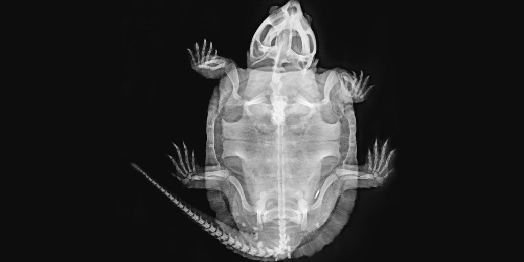 ZSL London Zoo shares animal X-rays