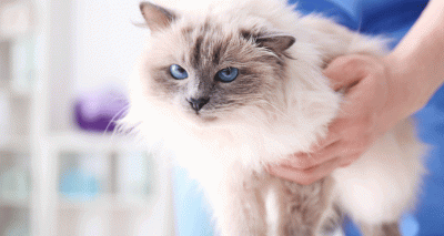 Charity launches scheme for vulnerable pet owners